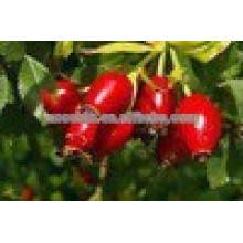 Padrão de GMP Rose Hips Extract, Melhor preço Rose Hips Extrato em pó